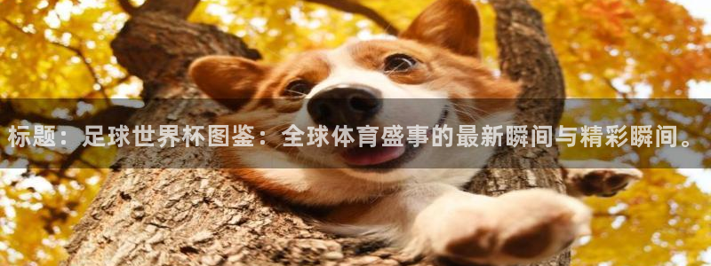 世界杯赛程2026：标题：足球世界杯图鉴：全球体育盛事的最新瞬间与精彩瞬间。